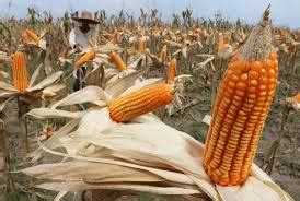 Strategi Sukses Budidaya Jagung Hibrida bagi Petani - balustradellc