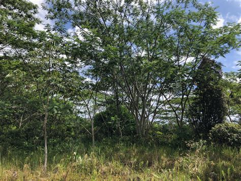 Strategic Plan for the Control and Management of Albizia In Hawaii - raincitystudios.com