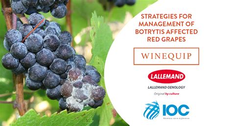 STRATEGIES FOR RED GRAPE BOTRYTIS MANAGEMENT