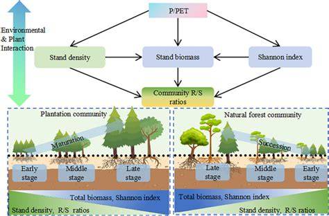 Strategies of allocating root-shoot biomass in plantations and natural ... - raincitystudios.com