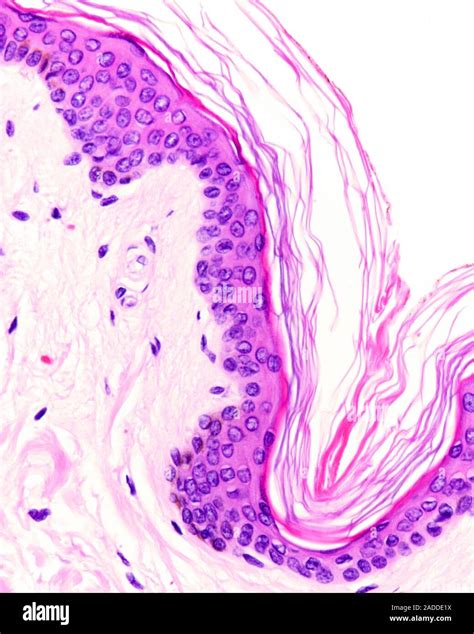 Stratum | Rock Layers, Stratification & Sedimentary … - wintechmobiles.com