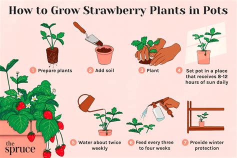 Strawberries: Plant Care & Growing Guide - The Spruce - balustradellc