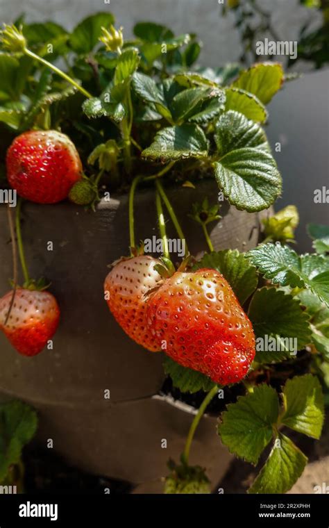 Strawberries Growing In Patio Container Pot - balustradellc
