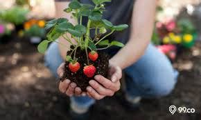 Strawberry Cocok Ditanam Di Daerah - Rengo Fruit - muktibox.com