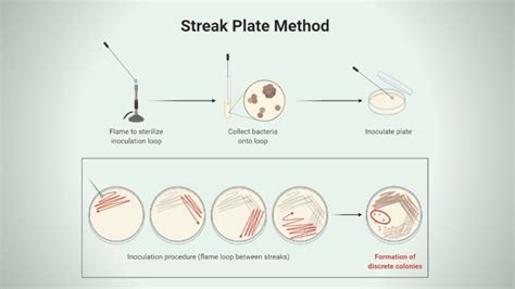 Streak Plate - Virtual Interactive Bacteriology Laboratory - muktibox.com