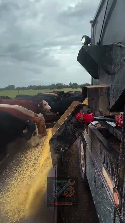 Streamline Agricultural Efficiency with Automated Livestock Feeding ... - raincitystudios.com