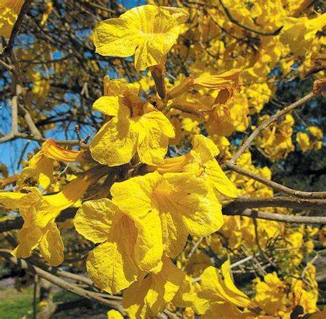 Striving for Diversity: The Trumpet Trees - Pacific … - raincitystudios.com