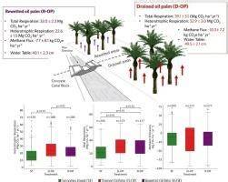 Strong climate mitigation potential of rewetting oil palm plantations ... - raincitystudios.com
