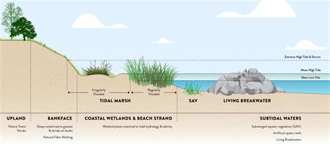 Structural Living Shoreline Options - Virginia Institute of … - raincitystudios.com