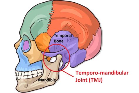 STRUCTURE AND FUNCTION OF THE TEMPOROMANDIBULAR JOINT