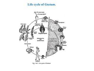 Structure and life cycle of Gnetum - siesascs.edu.in - raincitystudios.com