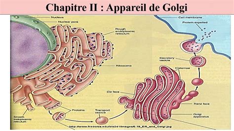 STRUCTURE ET FONCTIONS DE L