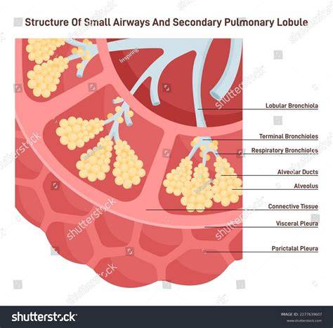 Structure Normal Lungs Secondary Lobule | The … - raincitystudios.com