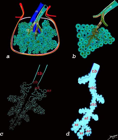 Structure Normal Lungs Secondary Lobule | The Common Vein - wintechmobiles.com