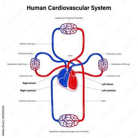 Structure of the cardiovascular system - Cardiovascular … - muktibox.com