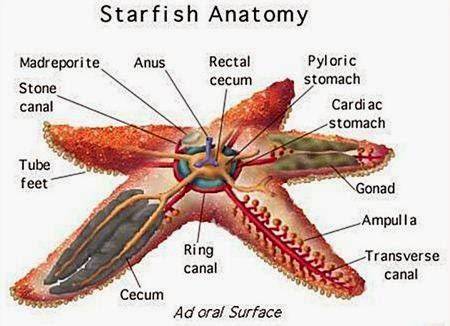 Struktur dan Ciri Echinodermata - raincitystudios.com