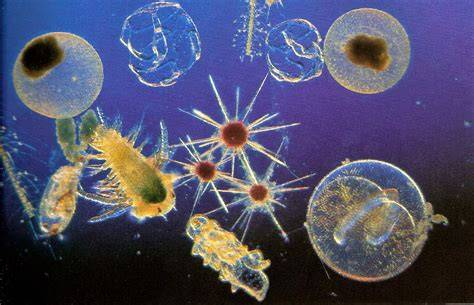 STRUKTUR KOMUNITAS PLANKTON SEBAGAI BIOINDIKATOR KUALITAS PERAIRAN DI ... - raincitystudios.com