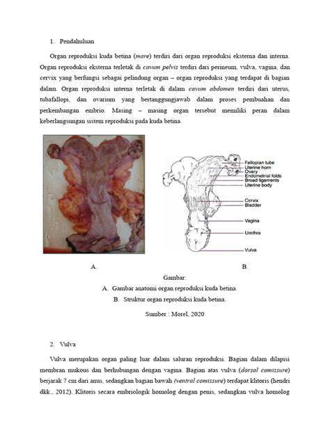 Studi Literatur Perbandingan Performa Reproduksi Kuda Betina Lokal ... - balustradellc
