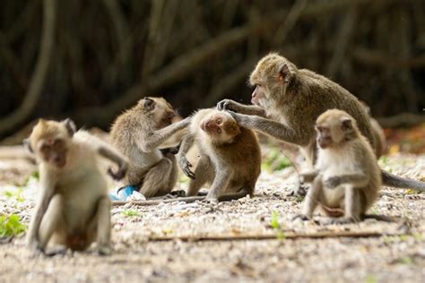 Studi Perilaku Populasi Monyet Ekor Panjang (Macaca fascicularis) di ... - raincitystudios.com