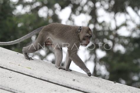 Studi perilaku Satwaliar Kera Ekor Panjang (Macaca fascicularis ... - raincitystudios.com