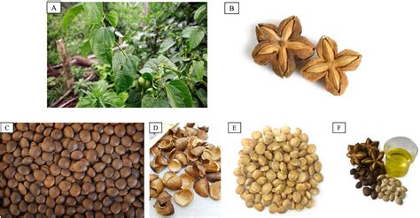 Studi Perkecambahan Benih Sacha Inchi (Plukenetia volubilis L.) Asal ... - balustradellc