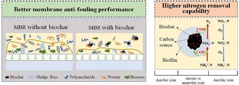 Studies on the nitrogen removal performance and membrane fouling ... - raincitystudios.com