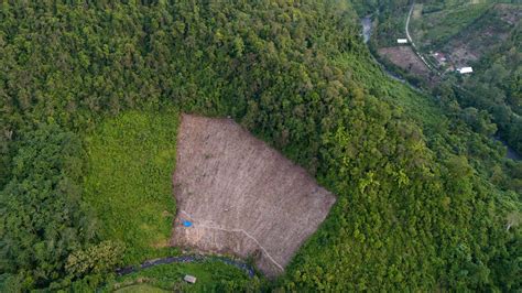 Study finds one-third of Indonesia's deforested land left idle - raincitystudios.com