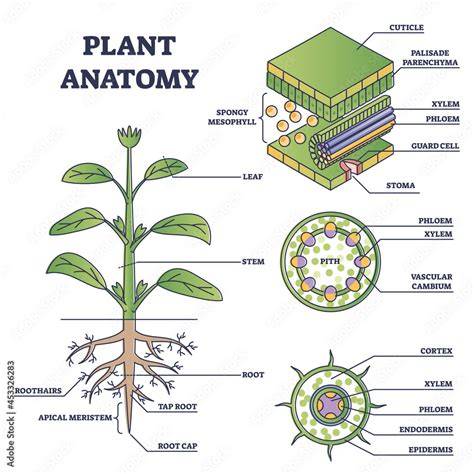 Study of Plants Community Structure (With Diagram) - raincitystudios.com