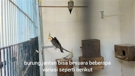 Suara Burung Falk Betina - balustradellc