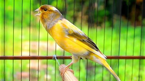 SUARA Kenari GACOR PANJANG FULL ISIAN - balustradellc