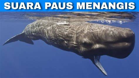 Suara Paus Gratis & SFX untuk Diunduh | Audio Laut - raincitystudios.com