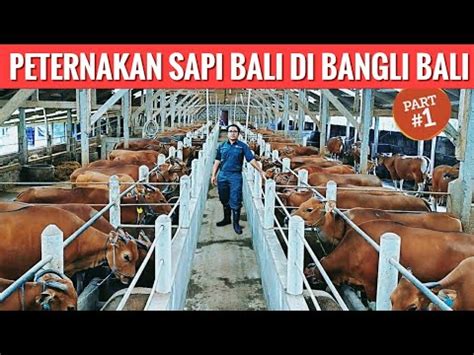 Suasana di peternakan sapi bali Buyung Farm #everyone #edukasi # ... - balustradellc