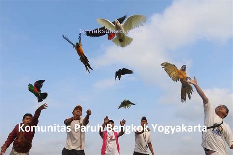 suasana swalayan burung falk #birds #burungkicaudialamliar # ... - balustradellc