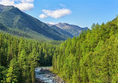 subalpine forest - botany | Britannica - raincitystudios.com