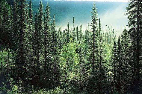 Subalpine forests - US Forest Service Research and Development - raincitystudios.com