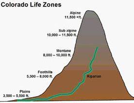 Subalpine Life Zone - Colorado Native Plant Society - raincitystudios.com