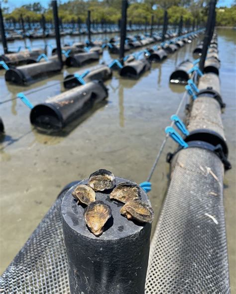 Submürge | Sustainable Oyster Farming Systems - balustradellc