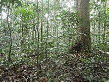 Subtropical Moist Pine Forests - INSIGHTS IAS - Simplifying UPSC … - raincitystudios.com