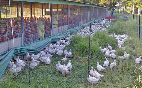 Success with premium free-range chickens - Farmer's … - balustradellc