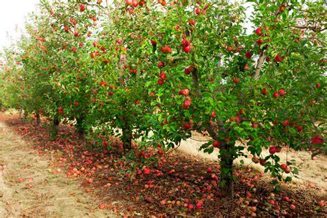 Successful Apple Orchard - National Garden Bureau - raincitystudios.com