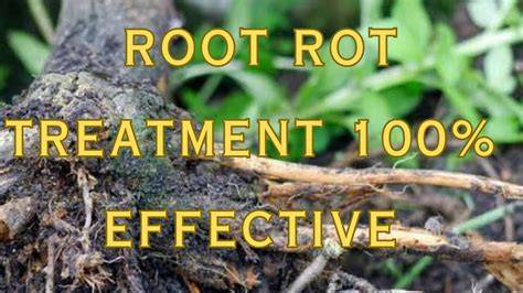 Successful Intervention Approaches for Root Rot Treatment - raincitystudios.com