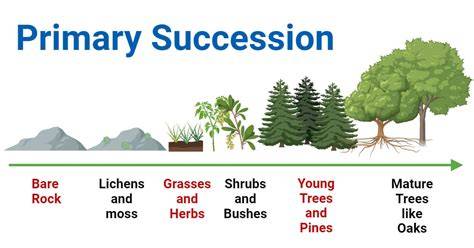 Succession Involves A Pioneer Species - raincitystudios.com