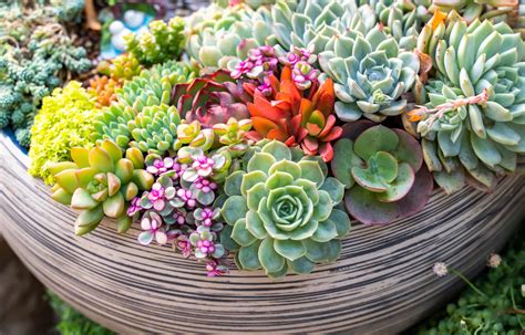 Succulent plant - muktibox.com