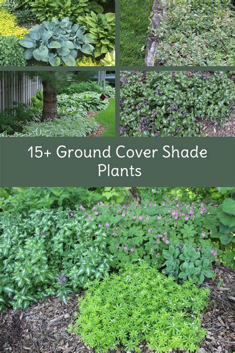 Suggestions For Shade Ground Cover | Gardening … - raincitystudios.com