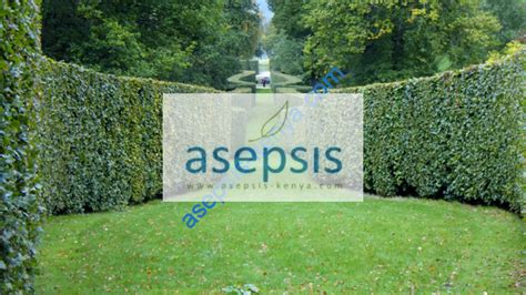Suitable Hedge Plants for Kenya and East Africa - raincitystudios.com