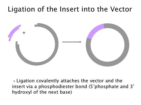 Suitable ratio of vector and insert in cloning - protocol - muktibox.com