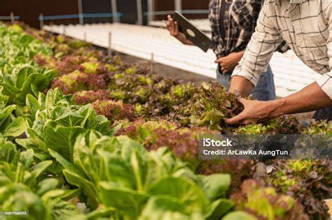 Sukses Berkebun Hidroponik di Kaesar Farm - raincitystudios.com