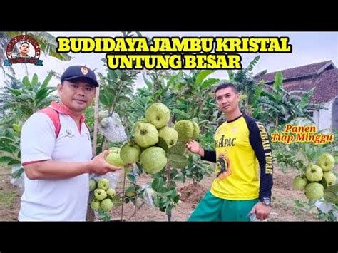 Sukses Budidaya Jambu Kristal - Bintangpusnas Edu - balustradellc