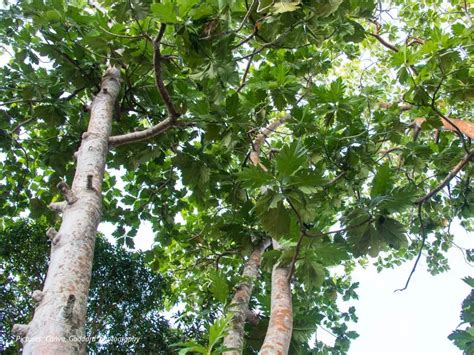 Sukun (pohon) - Wikipedia bahasa Indonesia, … - raincitystudios.com