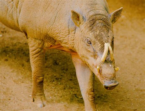Sulawesi Babirusa (Detailed Profile) | WPSG - muktibox.com